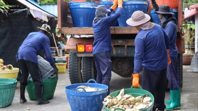 จัดเก็บขยะอินทรีย์ประเภทเปลือกผลไม้บริเวณตลาดศาลาปากแซง